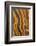 USA, California, Inyo National Forest. Patterns in a bristlecone pine.-Don Paulson-Framed Photographic Print