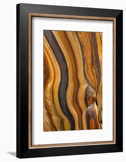 USA, California, Inyo National Forest. Patterns in a bristlecone pine.-Don Paulson-Framed Photographic Print