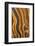 USA, California, Inyo National Forest. Patterns in a bristlecone pine.-Don Paulson-Framed Photographic Print