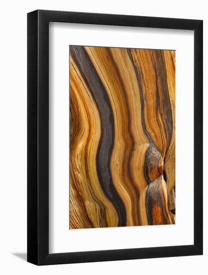 USA, California, Inyo National Forest. Patterns in a bristlecone pine.-Don Paulson-Framed Photographic Print