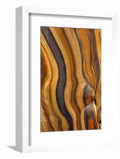 USA, California, Inyo National Forest. Patterns in a bristlecone pine.-Don Paulson-Framed Photographic Print