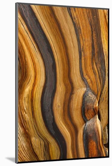 USA, California, Inyo National Forest. Patterns in a bristlecone pine.-Don Paulson-Mounted Photographic Print