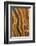 USA, California, Inyo National Forest. Patterns in a bristlecone pine.-Don Paulson-Framed Photographic Print