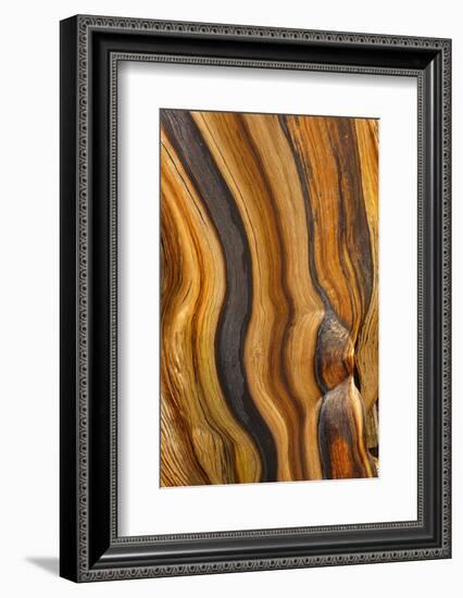 USA, California, Inyo National Forest. Patterns in a bristlecone pine.-Don Paulson-Framed Photographic Print