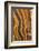 USA, California, Inyo National Forest. Patterns in a bristlecone pine.-Don Paulson-Framed Photographic Print