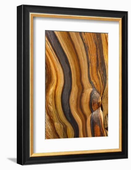 USA, California, Inyo National Forest. Patterns in a bristlecone pine.-Don Paulson-Framed Photographic Print