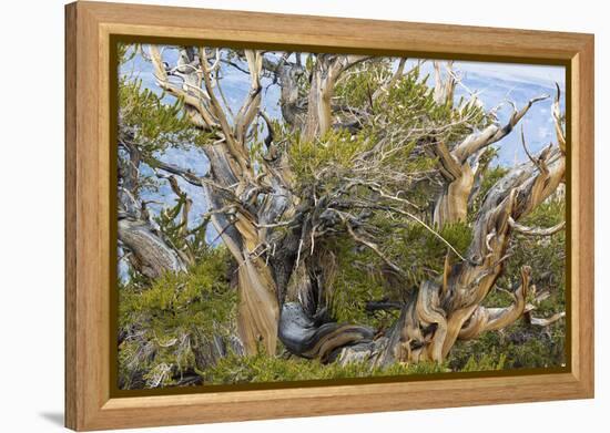 USA, California, Inyo NF. Bristlecone pine tree.-Don Paulson-Framed Premier Image Canvas