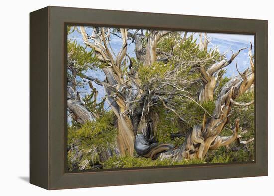 USA, California, Inyo NF. Bristlecone pine tree.-Don Paulson-Framed Premier Image Canvas