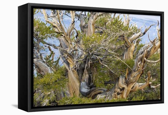 USA, California, Inyo NF. Bristlecone pine tree.-Don Paulson-Framed Premier Image Canvas