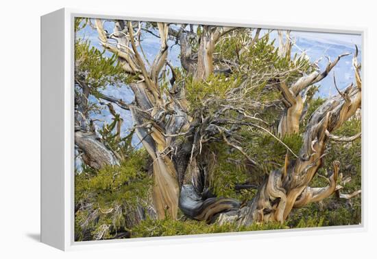 USA, California, Inyo NF. Bristlecone pine tree.-Don Paulson-Framed Premier Image Canvas