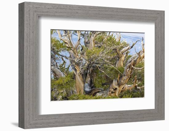 USA, California, Inyo NF. Bristlecone pine tree.-Don Paulson-Framed Photographic Print