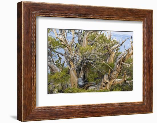 USA, California, Inyo NF. Bristlecone pine tree.-Don Paulson-Framed Photographic Print