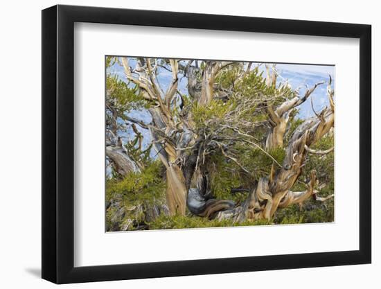 USA, California, Inyo NF. Bristlecone pine tree.-Don Paulson-Framed Photographic Print