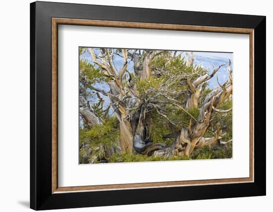 USA, California, Inyo NF. Bristlecone pine tree.-Don Paulson-Framed Photographic Print