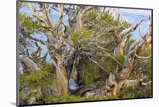 USA, California, Inyo NF. Bristlecone pine tree.-Don Paulson-Mounted Photographic Print