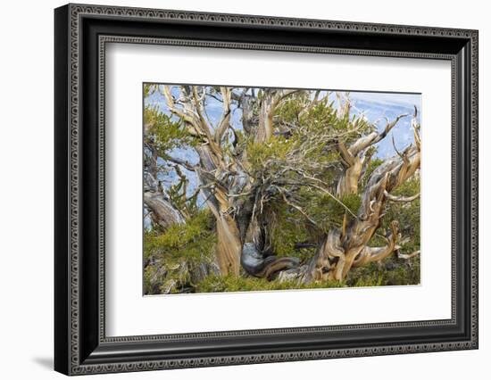 USA, California, Inyo NF. Bristlecone pine tree.-Don Paulson-Framed Photographic Print