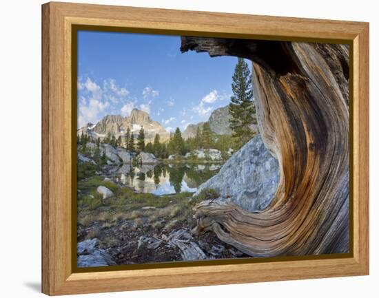 USA, California, Inyo NF. Old pine and tarn next to Garnet Lake.-Don Paulson-Framed Premier Image Canvas