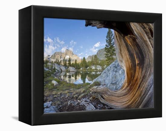 USA, California, Inyo NF. Old pine and tarn next to Garnet Lake.-Don Paulson-Framed Premier Image Canvas