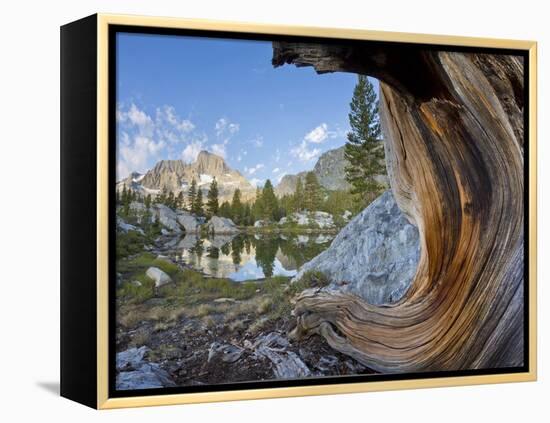 USA, California, Inyo NF. Old pine and tarn next to Garnet Lake.-Don Paulson-Framed Premier Image Canvas