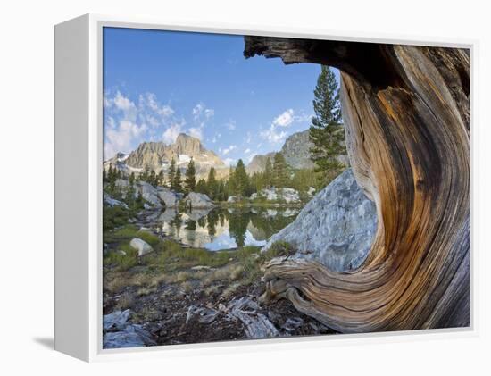 USA, California, Inyo NF. Old pine and tarn next to Garnet Lake.-Don Paulson-Framed Premier Image Canvas