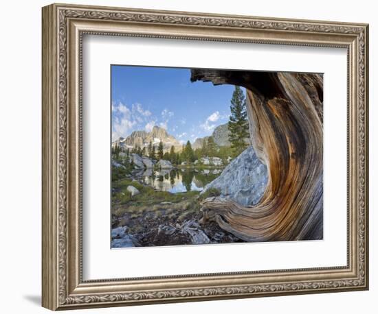 USA, California, Inyo NF. Old pine and tarn next to Garnet Lake.-Don Paulson-Framed Photographic Print