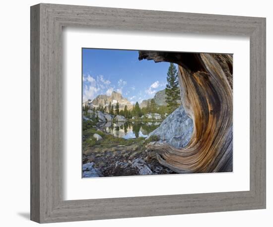USA, California, Inyo NF. Old pine and tarn next to Garnet Lake.-Don Paulson-Framed Photographic Print