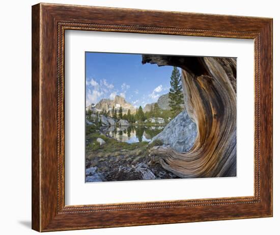 USA, California, Inyo NF. Old pine and tarn next to Garnet Lake.-Don Paulson-Framed Photographic Print