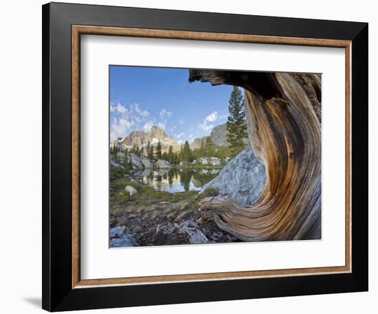 USA, California, Inyo NF. Old pine and tarn next to Garnet Lake.-Don Paulson-Framed Photographic Print