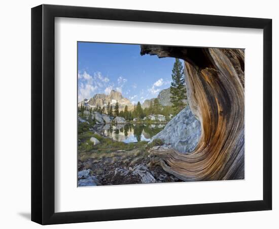 USA, California, Inyo NF. Old pine and tarn next to Garnet Lake.-Don Paulson-Framed Photographic Print