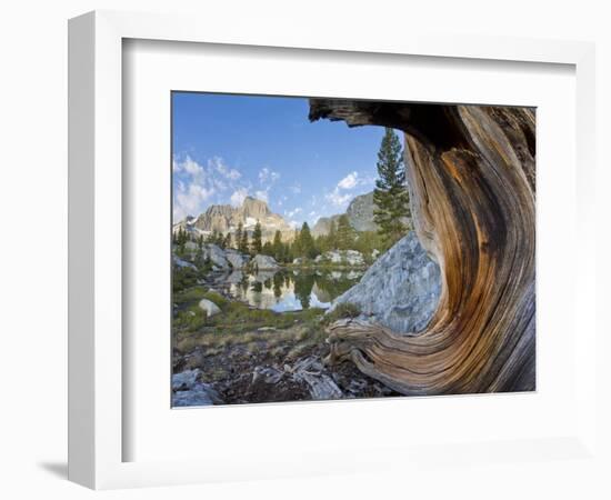 USA, California, Inyo NF. Old pine and tarn next to Garnet Lake.-Don Paulson-Framed Photographic Print