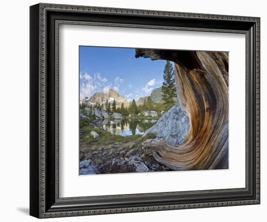 USA, California, Inyo NF. Old pine and tarn next to Garnet Lake.-Don Paulson-Framed Photographic Print