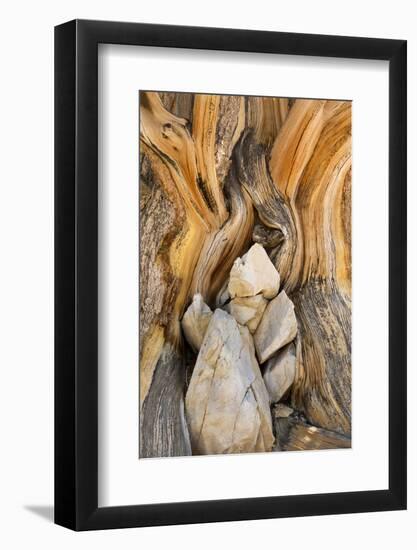 USA, California, Inyo NF. Patterns in bristlecone pine wood.-Don Paulson-Framed Photographic Print