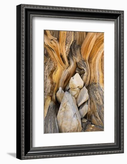 USA, California, Inyo NF. Patterns in bristlecone pine wood.-Don Paulson-Framed Photographic Print