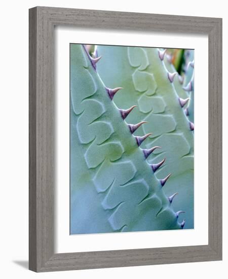 USA, California, Jacumba. Patterns of an Agave Plant-Jaynes Gallery-Framed Photographic Print