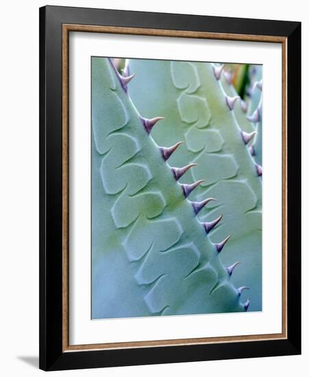 USA, California, Jacumba. Patterns of an Agave Plant-Jaynes Gallery-Framed Photographic Print