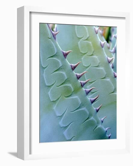 USA, California, Jacumba. Patterns of an Agave Plant-Jaynes Gallery-Framed Photographic Print