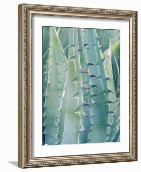 USA, California, Jacumba. Patterns of an Agave Plant-Jaynes Gallery-Framed Photographic Print