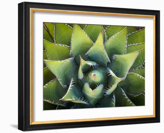 Usa, California, Joshua Tree. Agave cactus, viewed from above.-Merrill Images-Framed Premium Photographic Print