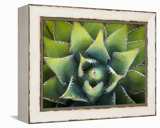 Usa, California, Joshua Tree. Agave cactus, viewed from above.-Merrill Images-Framed Premier Image Canvas