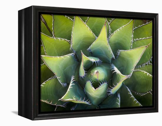 Usa, California, Joshua Tree. Agave cactus, viewed from above.-Merrill Images-Framed Premier Image Canvas