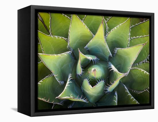 Usa, California, Joshua Tree. Agave cactus, viewed from above.-Merrill Images-Framed Premier Image Canvas