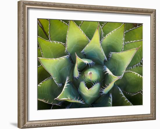 Usa, California, Joshua Tree. Agave cactus, viewed from above.-Merrill Images-Framed Photographic Print