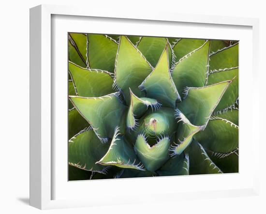Usa, California, Joshua Tree. Agave cactus, viewed from above.-Merrill Images-Framed Photographic Print