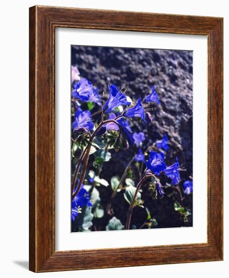 USA, California, Joshua Tree Desert Bell or Phacelia Wildflowers-Jaynes Gallery-Framed Photographic Print