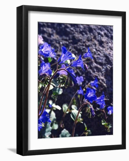 USA, California, Joshua Tree Desert Bell or Phacelia Wildflowers-Jaynes Gallery-Framed Photographic Print