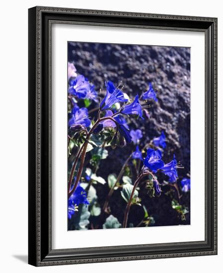 USA, California, Joshua Tree Desert Bell or Phacelia Wildflowers-Jaynes Gallery-Framed Photographic Print