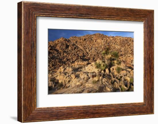 USA, California, Joshua Tree. Desert Landscape of Joshua Tree-Kymri Wilt-Framed Photographic Print