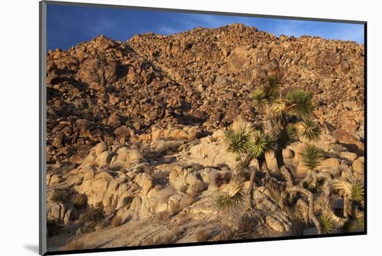 USA, California, Joshua Tree. Desert Landscape of Joshua Tree-Kymri Wilt-Mounted Photographic Print