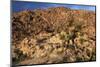 USA, California, Joshua Tree. Desert Landscape of Joshua Tree-Kymri Wilt-Mounted Photographic Print