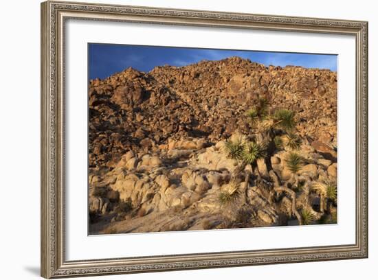 USA, California, Joshua Tree. Desert Landscape of Joshua Tree-Kymri Wilt-Framed Photographic Print